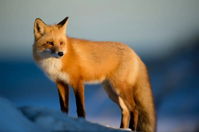 como escolher o ISO certo para suas fotos da natureza