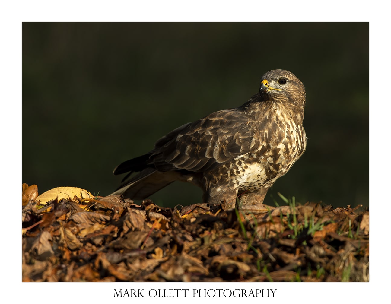 25 Amazing Wildlife Photographers to Follow