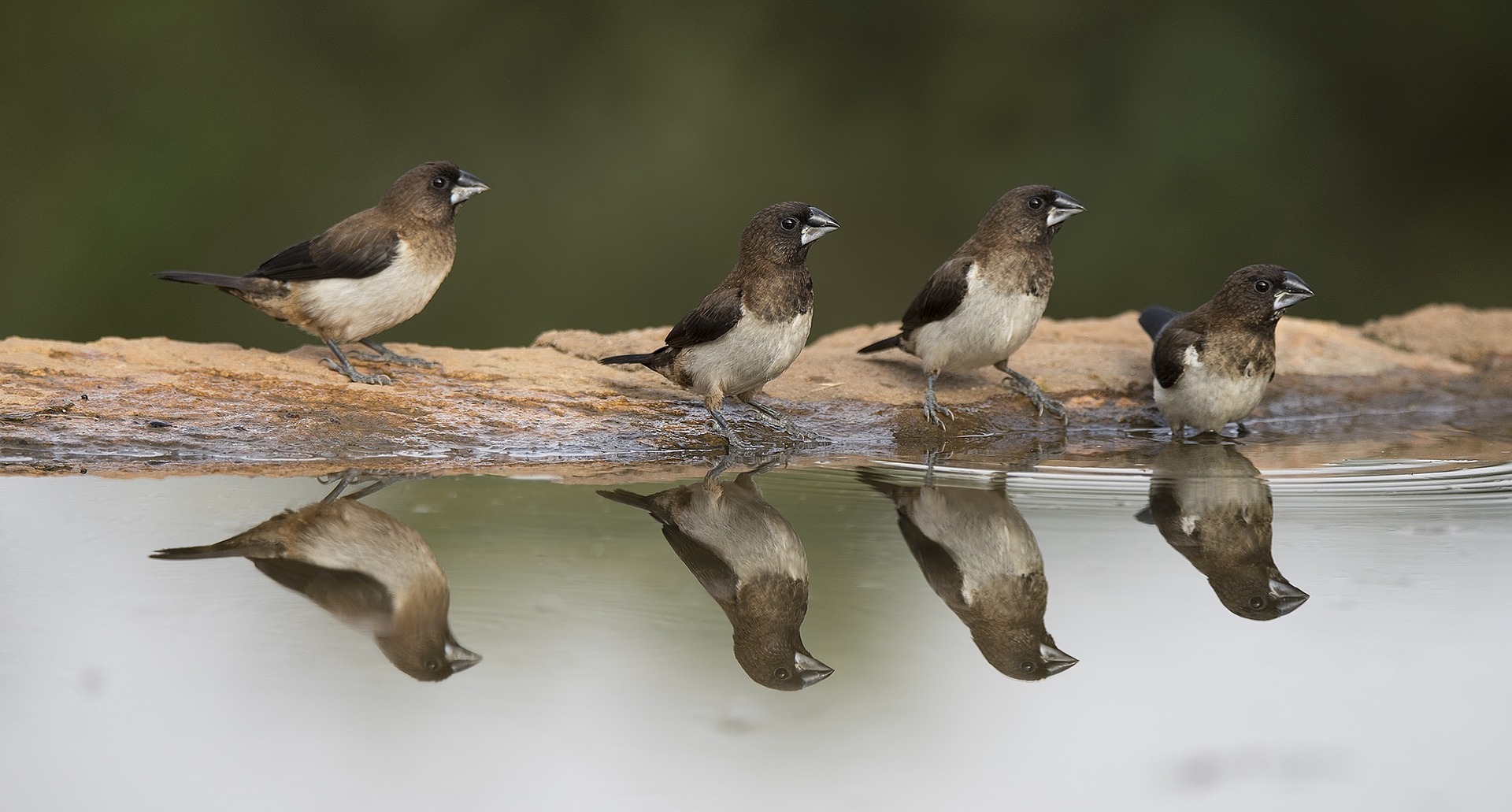 6 Steps To Photographing Birds Successfully