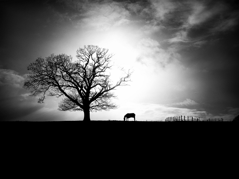 Black And White Landscapes 