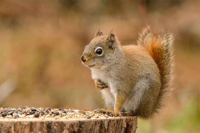 How to Photograph Wildlife in Your Backyard